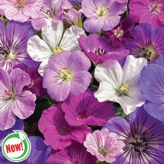 Bee Friendly Pollinator Blend Thumbnail